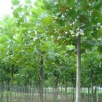 供應(yīng)速生法桐扦插條 速生法桐 速生白蠟 國槐 造型白蠟