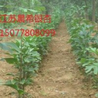 2公分銀杏樹價(jià)格,2公分白果樹價(jià)格