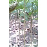 法桐，白蠟，垂柳，椿樹，南北欒，國槐，