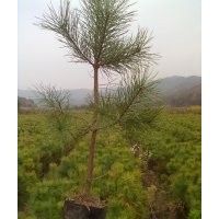 供30-2米高營(yíng)養(yǎng)缽、營(yíng)養(yǎng)袋、營(yíng)養(yǎng)杯油松。