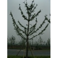 9公分銀杏樹(shù)價(jià)格,9公分白果樹(shù)價(jià)格