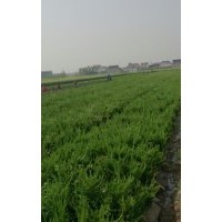 龍柏價格小龍柏價格龍柏球價格