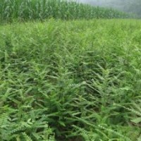 山東皂角苗基地