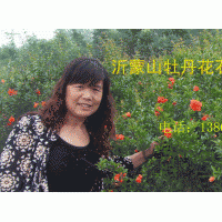 提供接穗，紅葉櫻花，大櫻桃，紅肉蘋果，皇家雨點(diǎn)，白蘭地，紫色