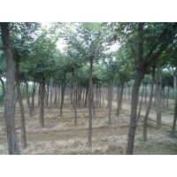 河北8公分國槐價格 河北國槐什么價格