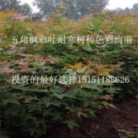 2年生1.5米高五角楓苗彩葉耐寒五角楓苗價格