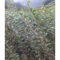 供應(yīng)垂絲海棠小苗