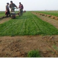 山西草坪報(bào)價(jià)