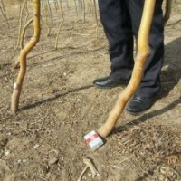 美國變色龍須柳