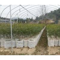 無紡布容器香榧苗