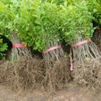 大葉女貞小苗2-3cm低價直銷詳電詢。