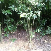 香樟小苗，欒樹小苗，銀杏小苗，紫薇小苗