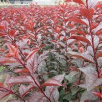 密枝紅葉李、密枝紅葉李苗