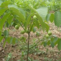 核桃苗，臨沂核桃苗最新報(bào)價(jià)，櫻桃苗，岱紅櫻桃苗，早大果櫻桃苗