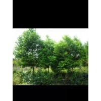 供應漳平天竺桂農(nóng)戶直銷