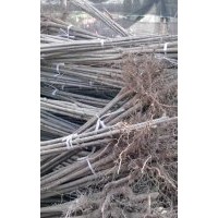 供應七葉樹苗木