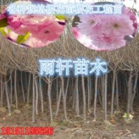 宿遷一米高櫻花樹苗一公分晚櫻櫻花小苗櫻花工程苗