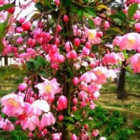 長(zhǎng)期供應(yīng)北美系列海棠苗 直銷優(yōu)質(zhì)珠穆朗瑪絢麗高原之火等樹苗