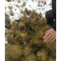 長年出售樟子松樹苗云杉。種子