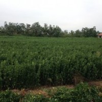 供應(yīng)山東冬青球冬青苗（大葉黃楊）