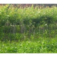 本苗木基地常年供應(yīng)2——10公分櫻花