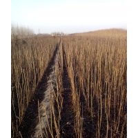 出售一年生北欒苗