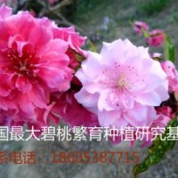 供應(yīng)碧桃 二色碧桃