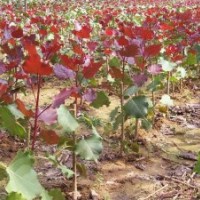 大量清場紅葉楊 刺槐 低價出售