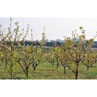 供應(yīng)花椒苗，杜梨苗，核桃苗。蘋果苗。梨樹苗