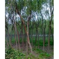 紅葉李 紫葉李 青皮垂柳 側(cè)柏 白皮松