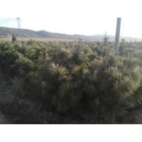 油松營養(yǎng)杯苗