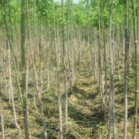 出售綠化樹苗垂柳銀中楊插穗母根