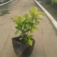 黃榕（黃金榕、金葉榕） 容器苗 袋苗