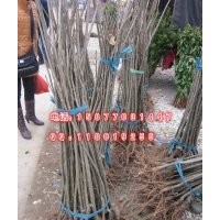 廣西桂林 板栗苗 板栗樹苗批發(fā) 果樹苗 板栗小苗