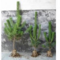 苗木銷售油松，樟子松，云衫等各類小苗