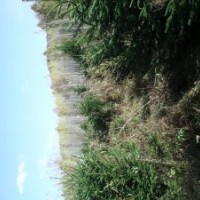 出售云杉苗木 云杉2-1 云杉2-2