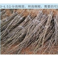 常年供應(yīng)、預(yù)訂優(yōu)質(zhì)泡桐苗，泡桐根，紅楠苗，女貞苗，欒樹等種苗