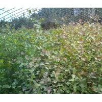 鄧恩桉小苗，耐寒桉，價(jià)格0.49元