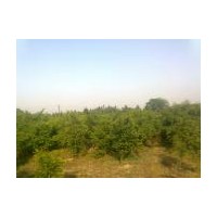 地徑2--4公分紅豆杉、羅漢松、竹柏、紅豆杉小苗