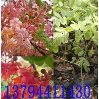 花旗木苗 花旗木價格 泰國櫻花苗 花期木苗