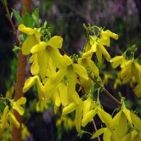 木槿、紫薇、紫葉李、紫荊、西府海棠、垂絲海棠、木瓜、櫻花、紅