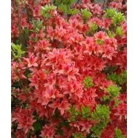 映山紅、金邊黃楊、紅葉石楠，大量出售