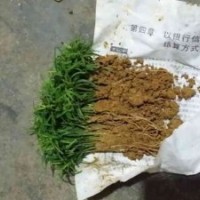 供應(yīng)桂林陽朔白沙鎮(zhèn)紅豆杉小苗