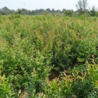 供應 石榴苗 . 山杏. 女貞. 黃楊.冬青