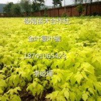 金葉復葉槭，五角楓，紫葉稠李，紅葉李，金葉榆，梧桐，王族海棠