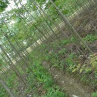 綠化苗木供應(yīng)