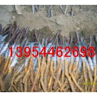 長勢快見效快的北美海棠根接苗