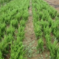 供應(yīng)龍柏苗