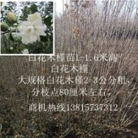 你想迅速成為致富高手嗎就栽食用木槿花苗吧