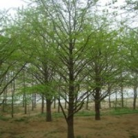 桂林銀杏樹(shù)